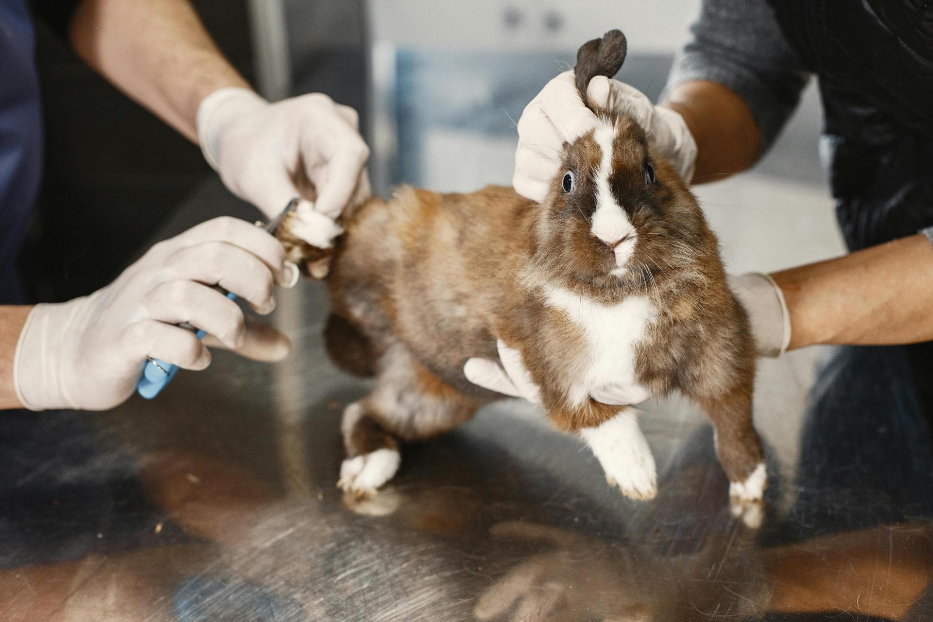 Best Vets in Portland